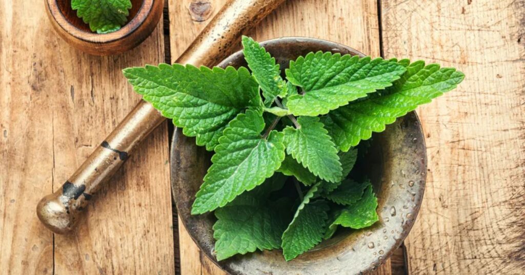 What are the benefits of lemon balm tea?