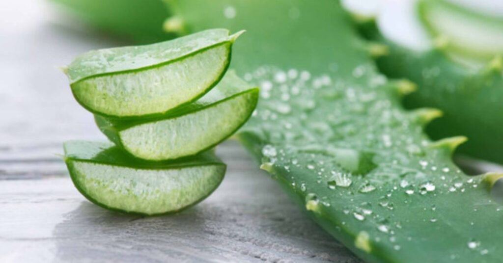 Aloe vera: Discover the benefits of this plant that helps in disease prevention
