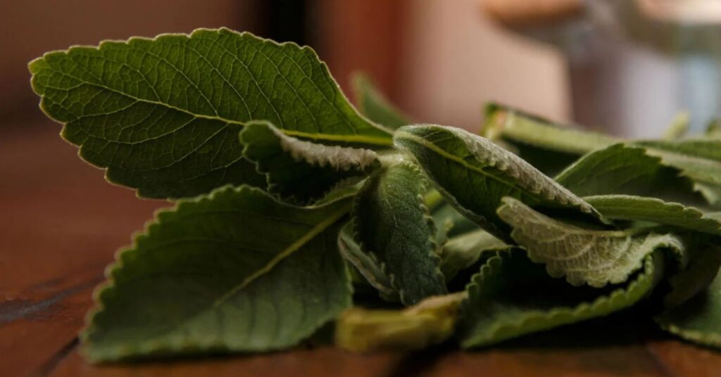 Boldo Tea: Learn What It’s For and Its Benefits for Your Body